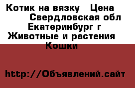 Котик на вязку › Цена ­ 3 000 - Свердловская обл., Екатеринбург г. Животные и растения » Кошки   